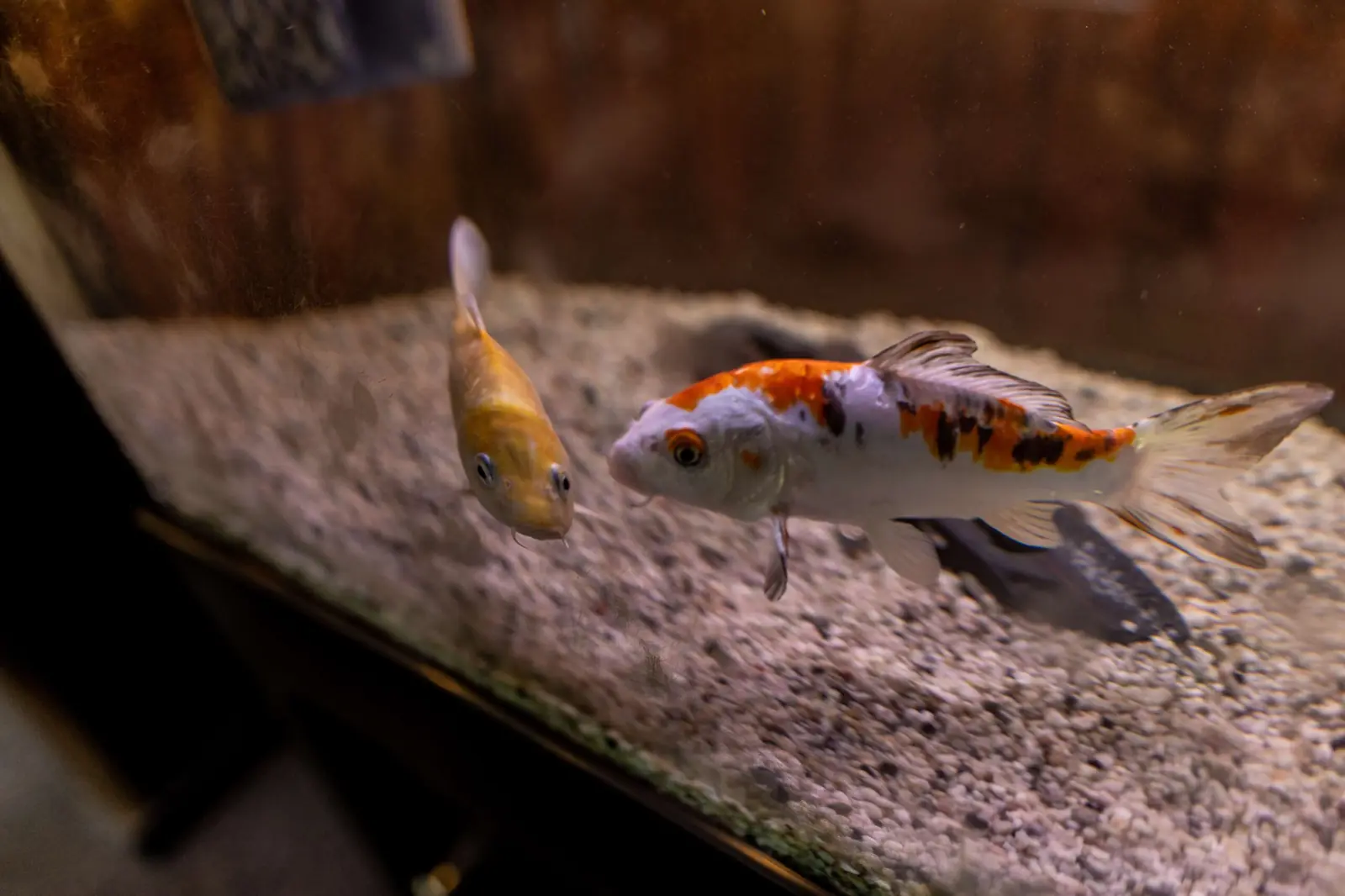 Koi in het aquarium binnen